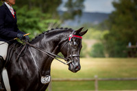 Show Galloways & Hacks