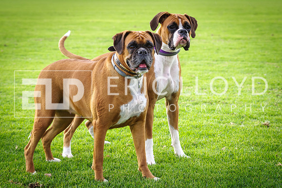 ELP_0547