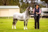 Progeny on Parade Welsh & Riding Pony Foals and Young Stock 2021