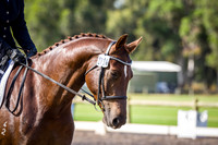 Official 4YO Young Horse