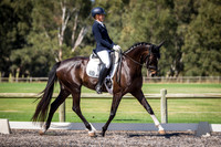Official 6YO Young Horse
