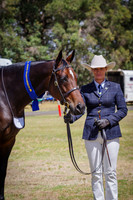 Class 9  Mares 5yrs & over & over 15 hh