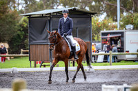 Custom Rosettes & Equine World CCN1 star - s