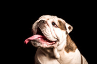 StudioDogs-159