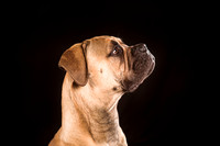 StudioDogs-163
