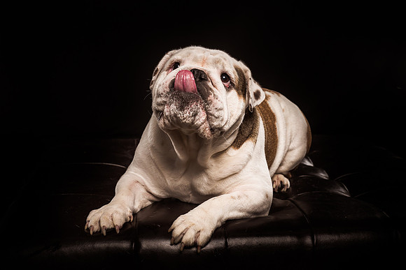 StudioDogs-130