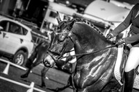 Dressage
