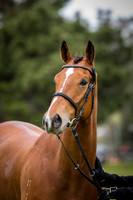 4 Year Old Young Event Horse