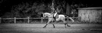 5 Year Old Young Event Horse