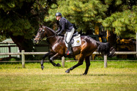 7 Year Old Young Event Horse