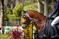 10. Rainbow Classic for Horses with 20 Points & Under