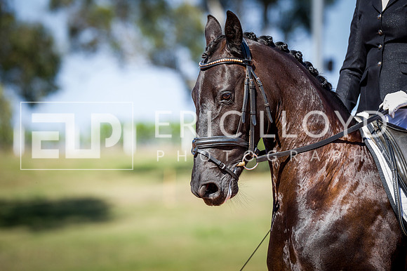 PatronsCup-292