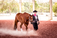 Versatility & Quarter Horse Halter