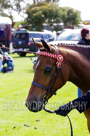 Jess-2507