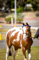 Pinto State Championships 2019