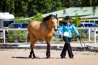 4 Pure Bred Gelding 2-3 yrs