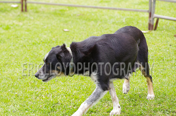 Jess-4075