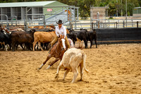 First mob of cattle