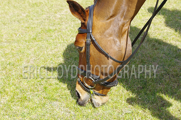 ARCA WH 2014-6558