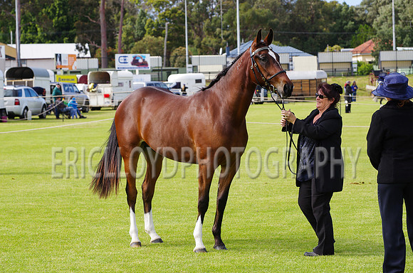 Jess-2450