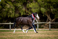 Welsh and Part Welsh Youngstock Showcase incorporating Working Hunter and ARC Ridden Championship