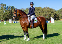 Sunday Horseland Midland 60cm Optimum Time