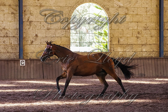 Brookleigh-0126