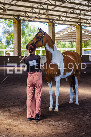 ELP_1031