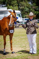 Class 10  Gelding 5yrs & over 15 hh & under