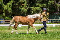 Class 152-153 Champion Senior Gelding of A Breeding
