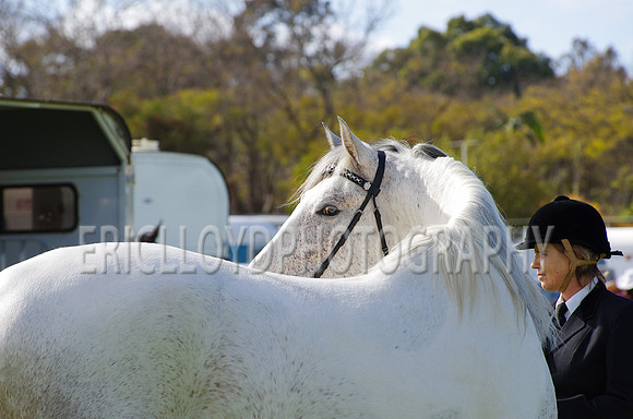 Jess-2384