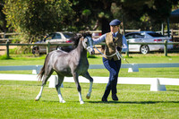 Class 167-169 Champiom Welsh Mountain Colt