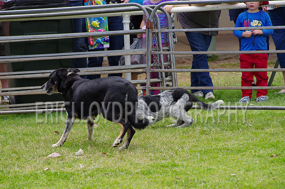 Jess-4085