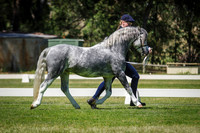 Best Young Stock Welsh Mountain Pony