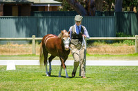 Welsh Mountain Ponies Seniors
