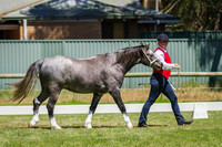 Class 185 Welsh Mountain Pony Progeny Pair