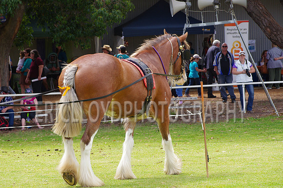 Jess-4067