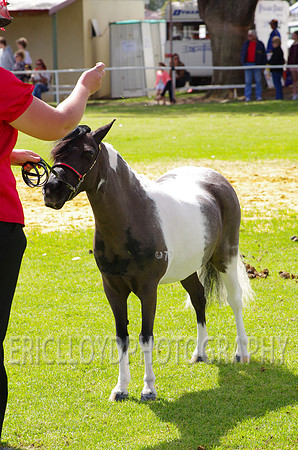 Jess-4584