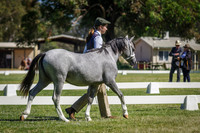 Class 171-173 Champiom Welsh Mountain Filly