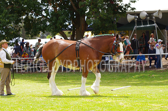 Jess-4053
