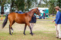 Class 2  Yearling Futurity