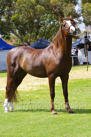 Jess-4591