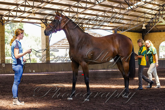 Brookleigh-9903