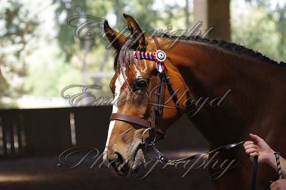 Brookleigh-9956