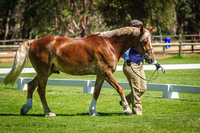 Class 161-162 Gelding of Section D Breeding & Champion