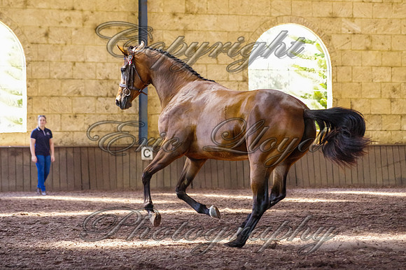 Brookleigh-9946