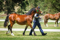 Class 206 Champion Welsh Pony of Cob Type Colt