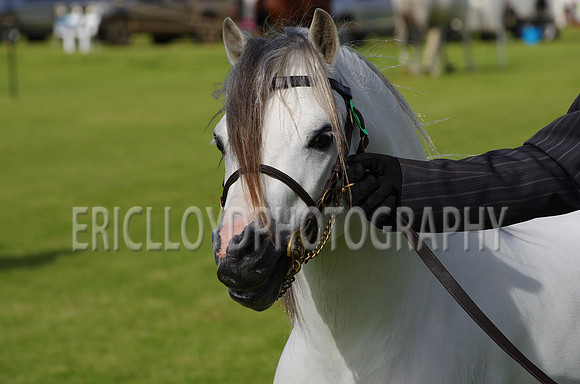 Jess-2412