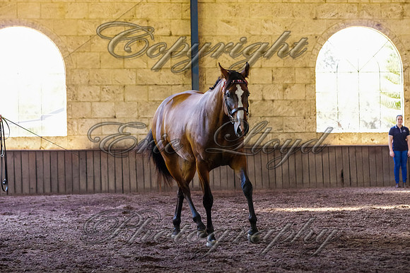 Brookleigh-9947