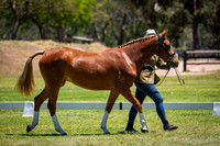 Best Welsh & Part Welsh Futurities